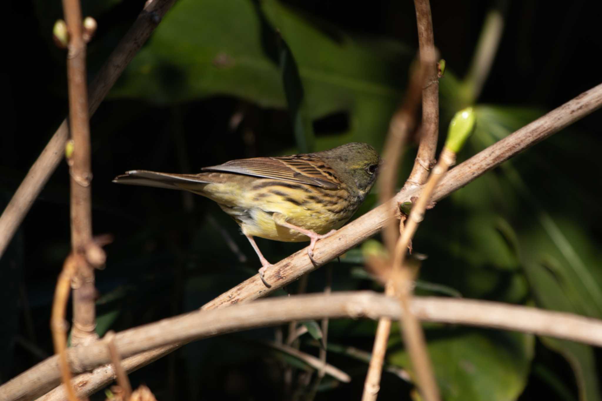 Masked Bunting