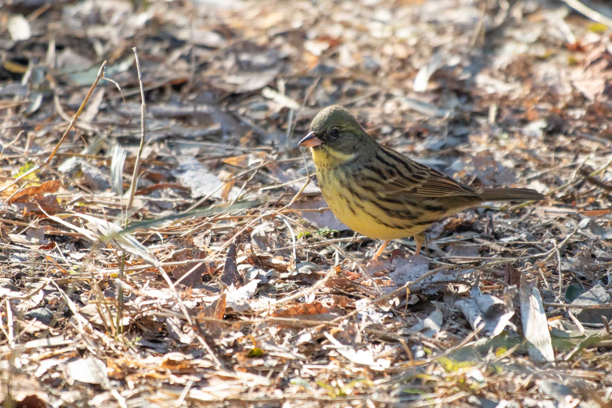 Masked Bunting