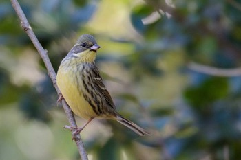 アオジ 大阪南港野鳥園 2017年2月2日(木)