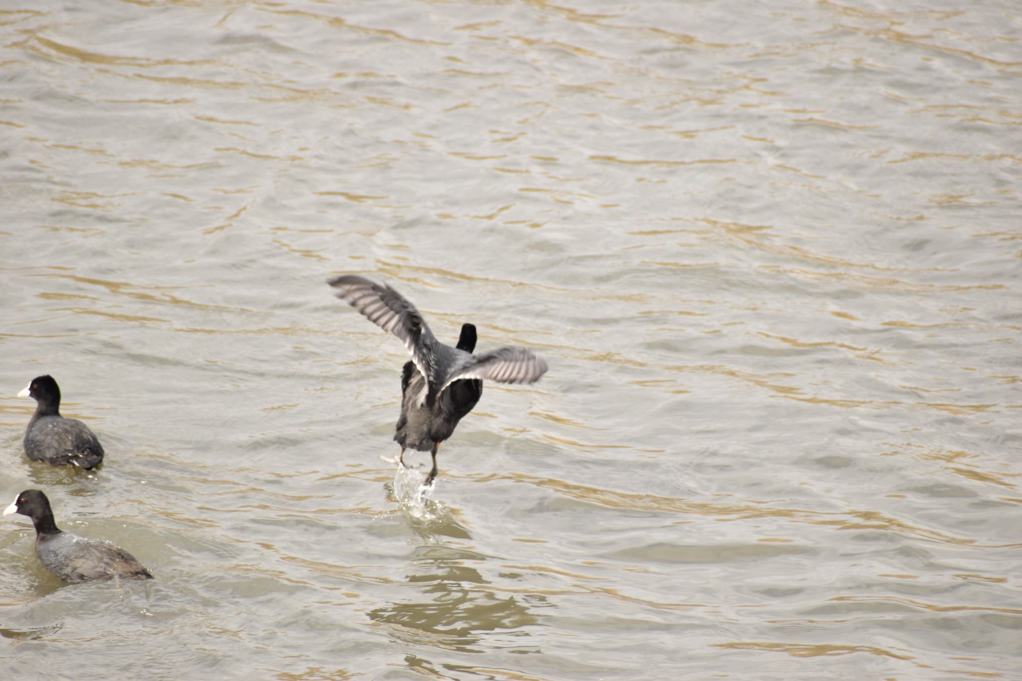 Eurasian Coot