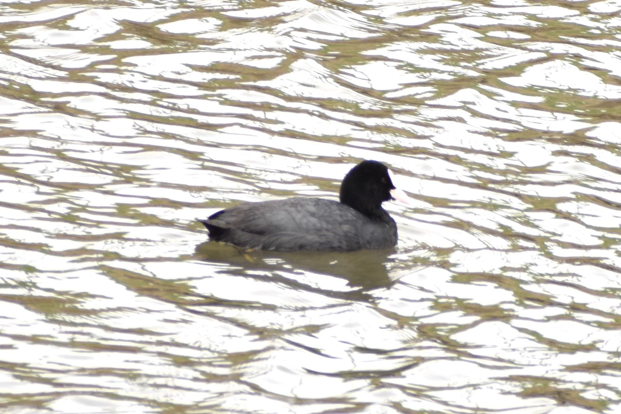 Eurasian Coot