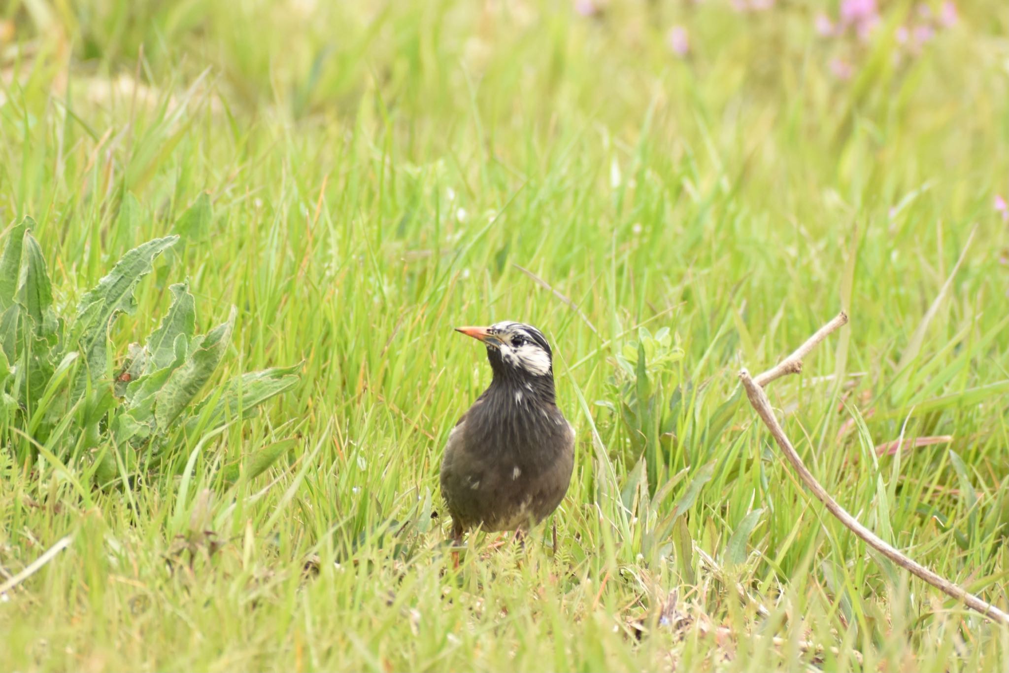 White-cheeked Starling