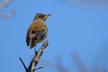 シロハラ 大阪南港野鳥園 2017年2月2日(木)