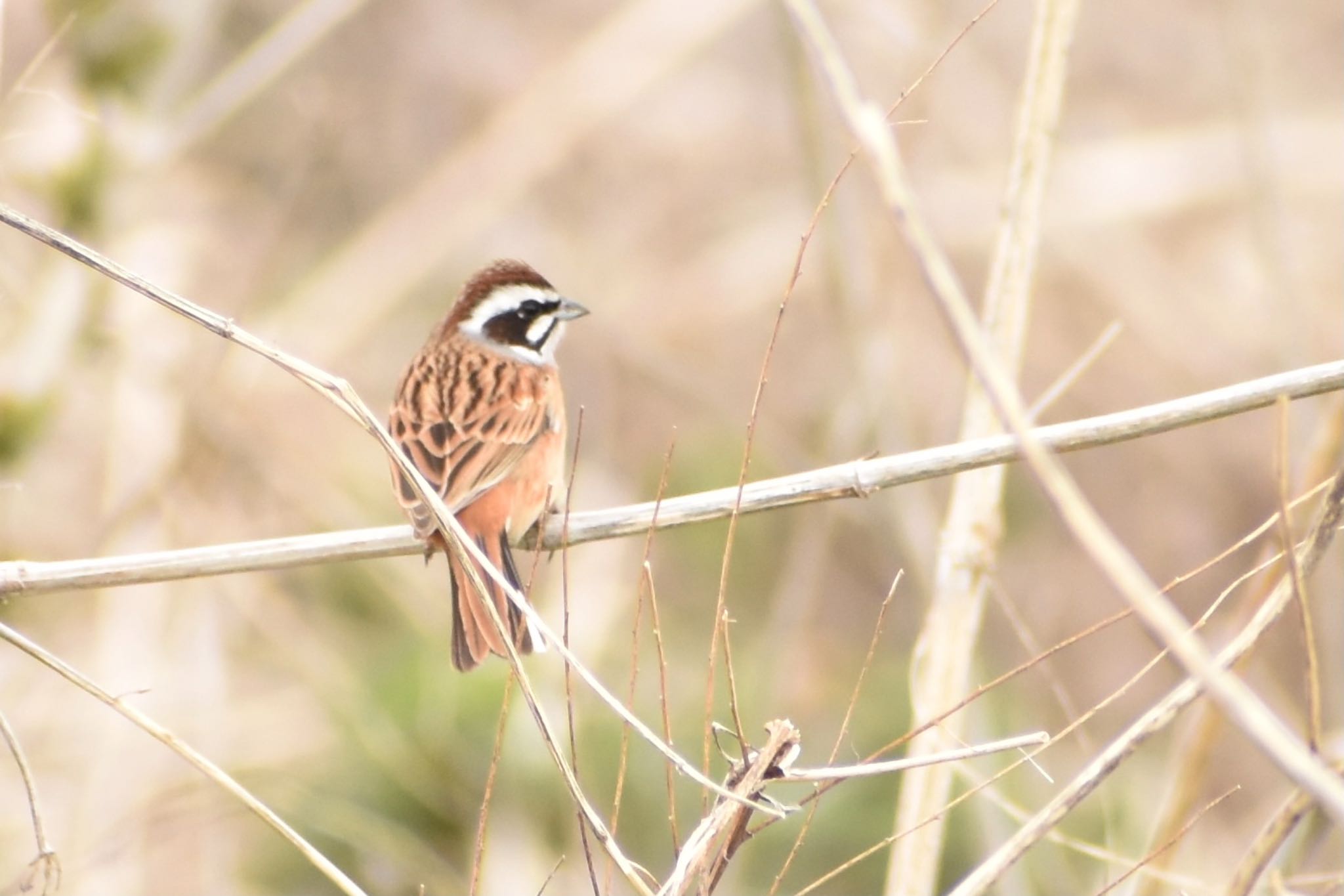 Photo of Meadow Bunting at 芝川第一調節池(芝川貯水池) by ツピ太郎