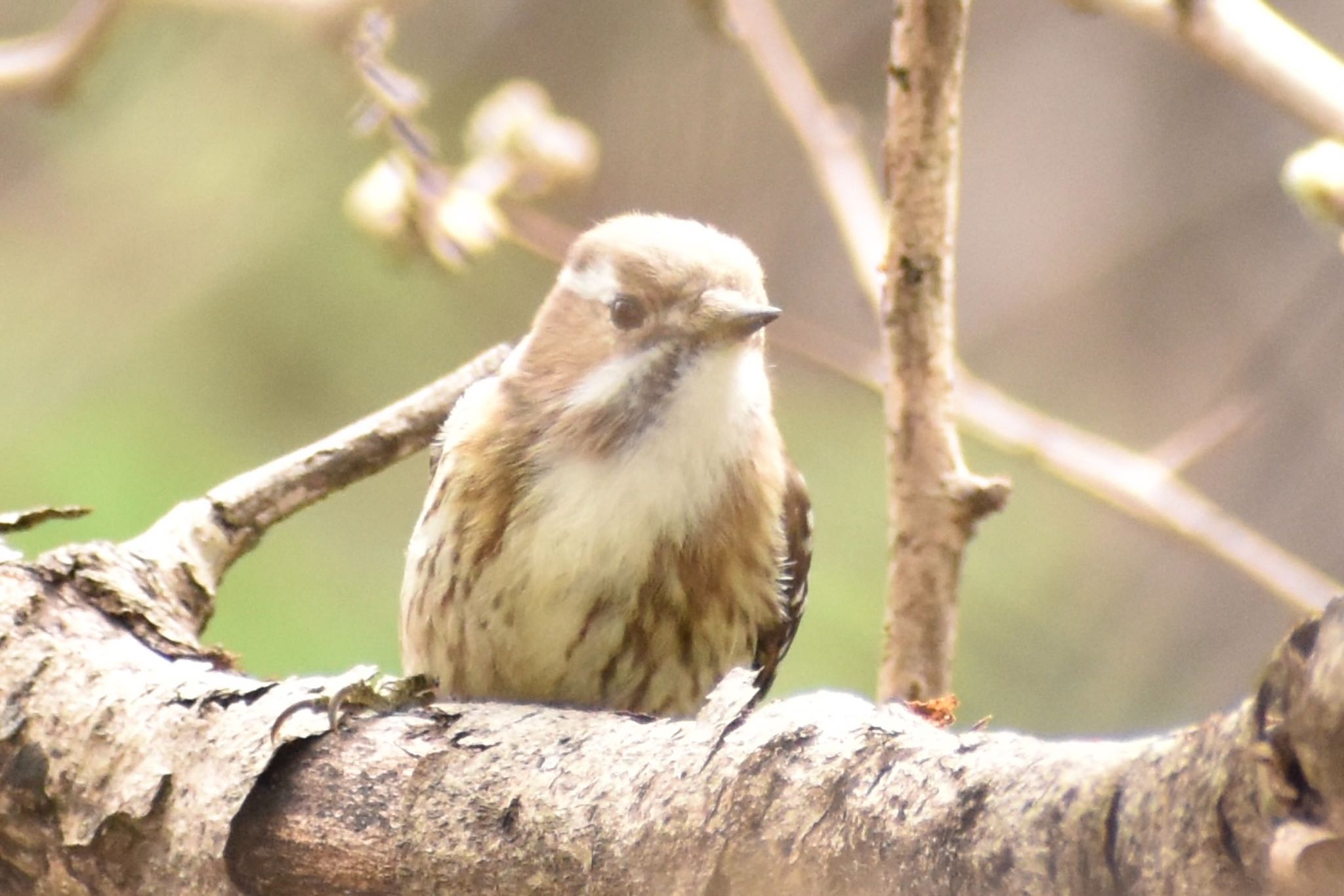 Japanese Pygmy Woodpecker