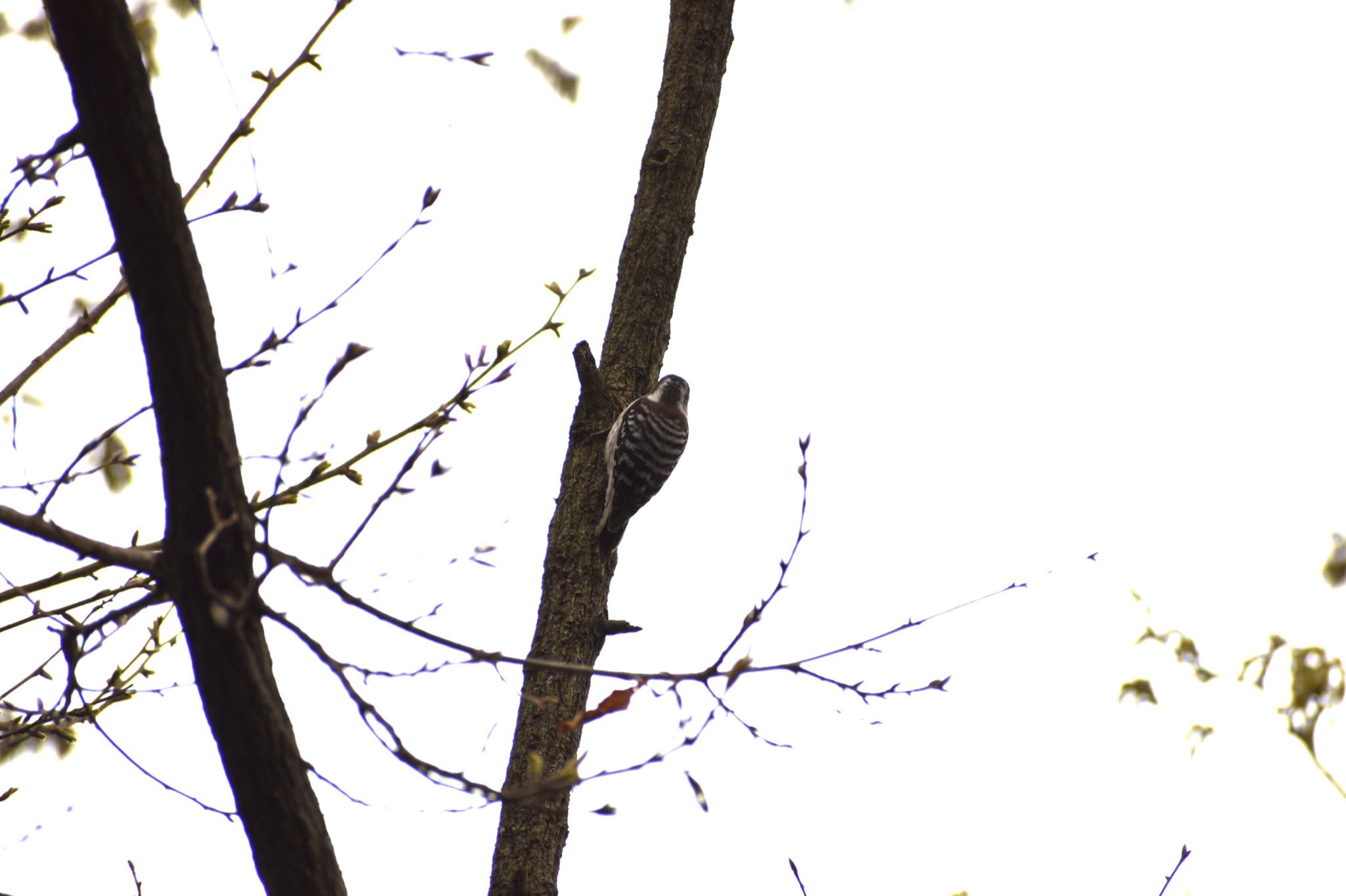 Japanese Pygmy Woodpecker