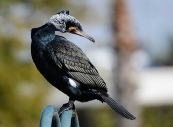 カワウ 大阪南港野鳥園 2017年2月2日(木)