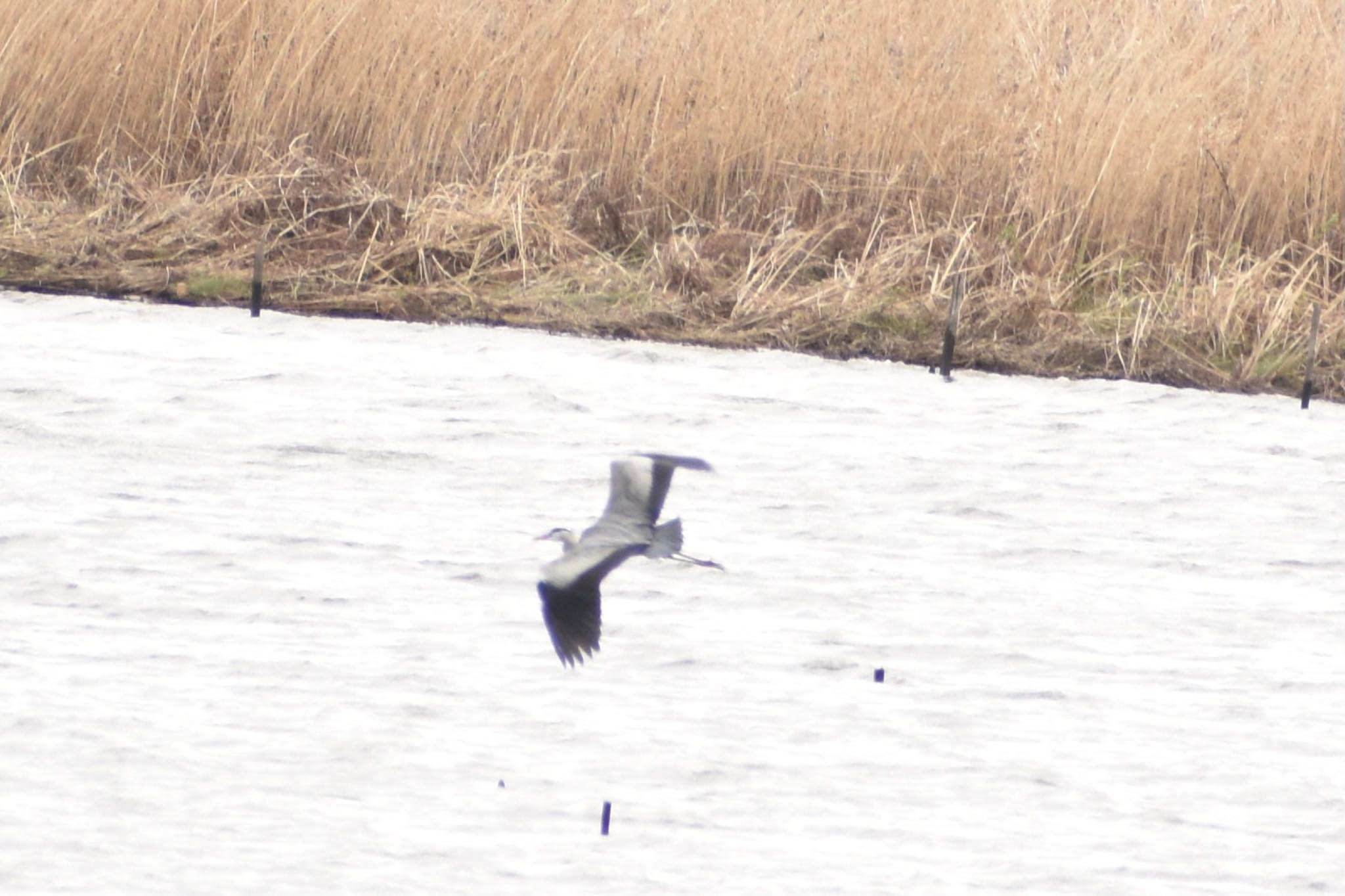 Grey Heron