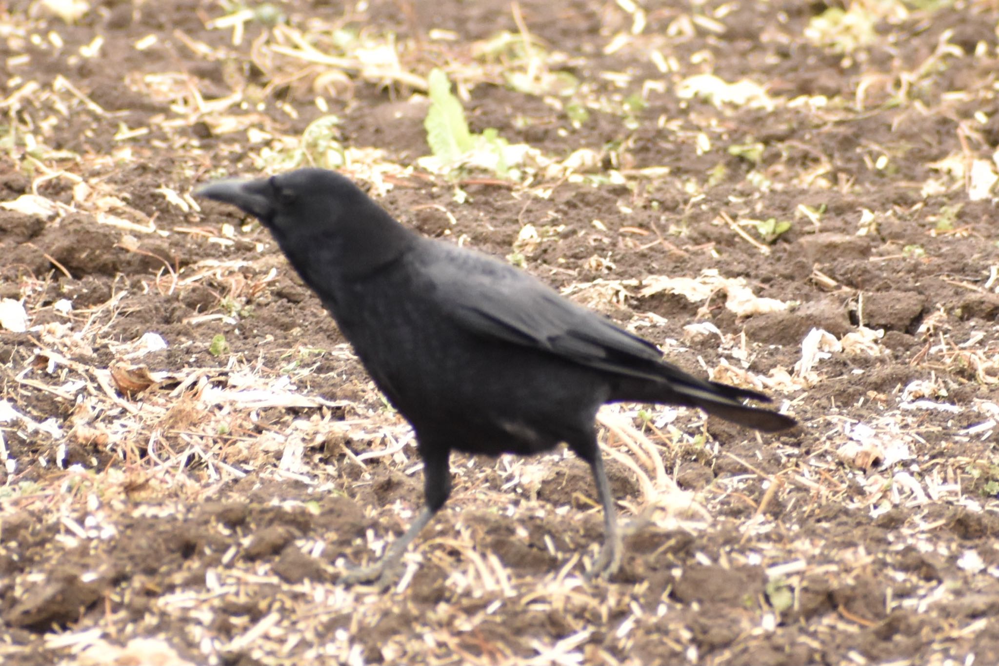 Carrion Crow