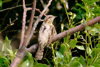 Eurasian Wryneck Kasai Rinkai Park Mon, 3/22/2021