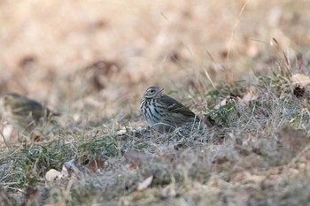 Olive-backed Pipit 八柱霊園 Sat, 2/4/2017