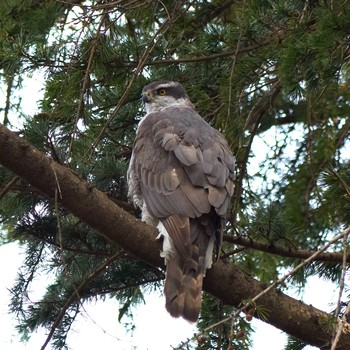 Eurasian Goshawk 東京都 Wed, 3/27/2019