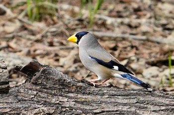 イカル 秋ヶ瀬公園(野鳥の森) 2021年3月20日(土)