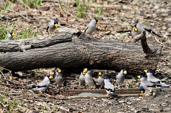 イカル 秋ヶ瀬公園(野鳥の森) 2021年3月20日(土)