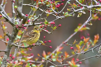 Masked Bunting 栃木県 Mon, 3/22/2021