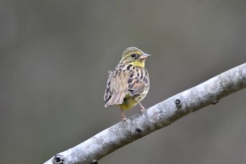 Masked Bunting 栃木県 Mon, 3/22/2021