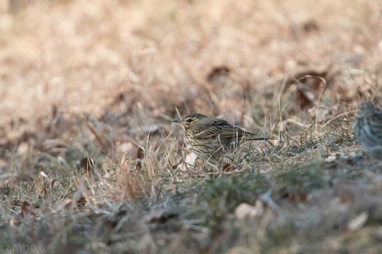 八柱霊園 ビンズイの写真 by natoto