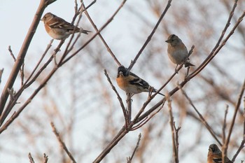 Brambling 八柱霊園 Sat, 2/4/2017