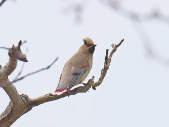 2021年3月22日(月) 加古大池の野鳥観察記録