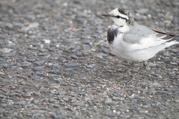 White Wagtail 八柱霊園 Sat, 2/4/2017