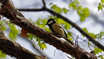 シジュウカラ 大阪城公園 2021年3月22日(月)