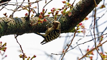 コゲラ 大阪城公園 2021年3月22日(月)