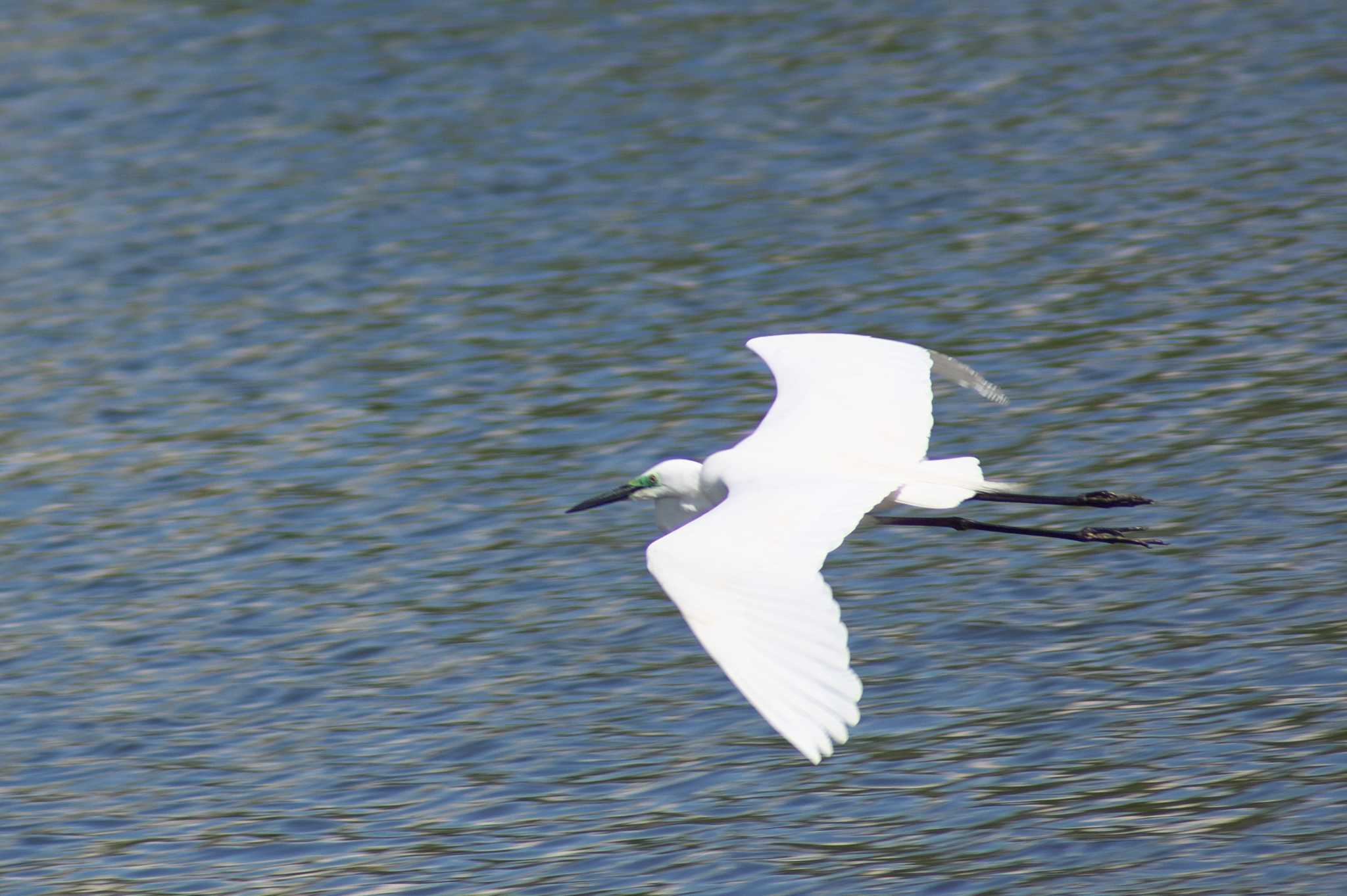 Photo of Great Egret at 吹田市 by img.tko.pict