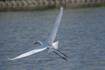 Great Egret 吹田市 Mon, 5/4/2020