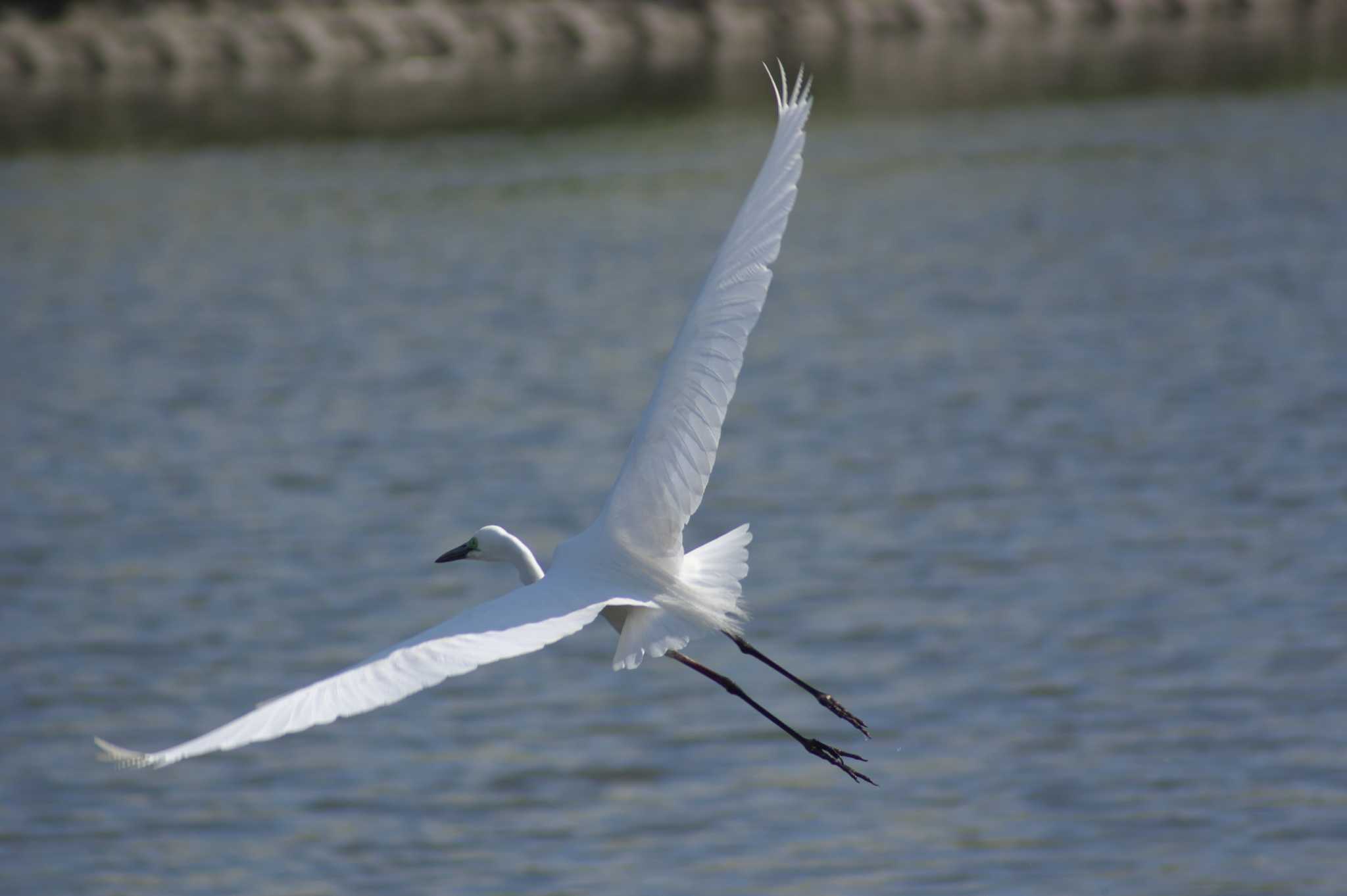 Photo of Great Egret at 吹田市 by img.tko.pict