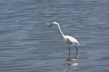 Great Egret 大阪市 Mon, 5/4/2020