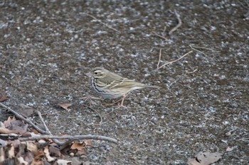 Olive-backed Pipit 八柱霊園 Sat, 2/4/2017