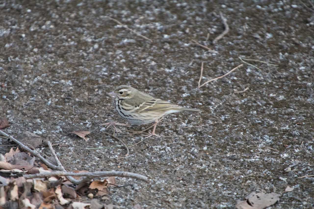 Photo of Olive-backed Pipit at 八柱霊園 by natoto