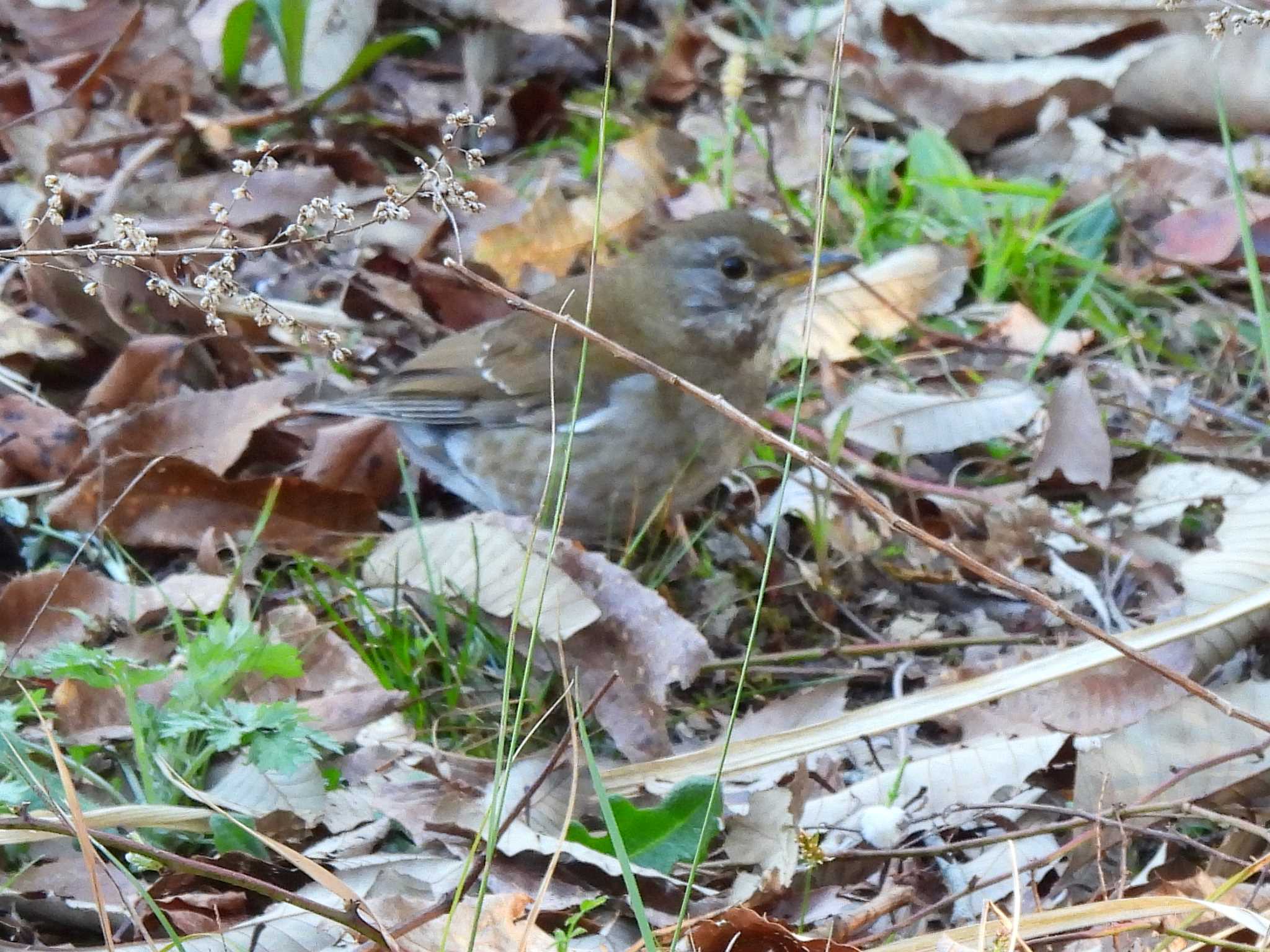 Photo of Pale Thrush at 小幡緑地 by よつくん