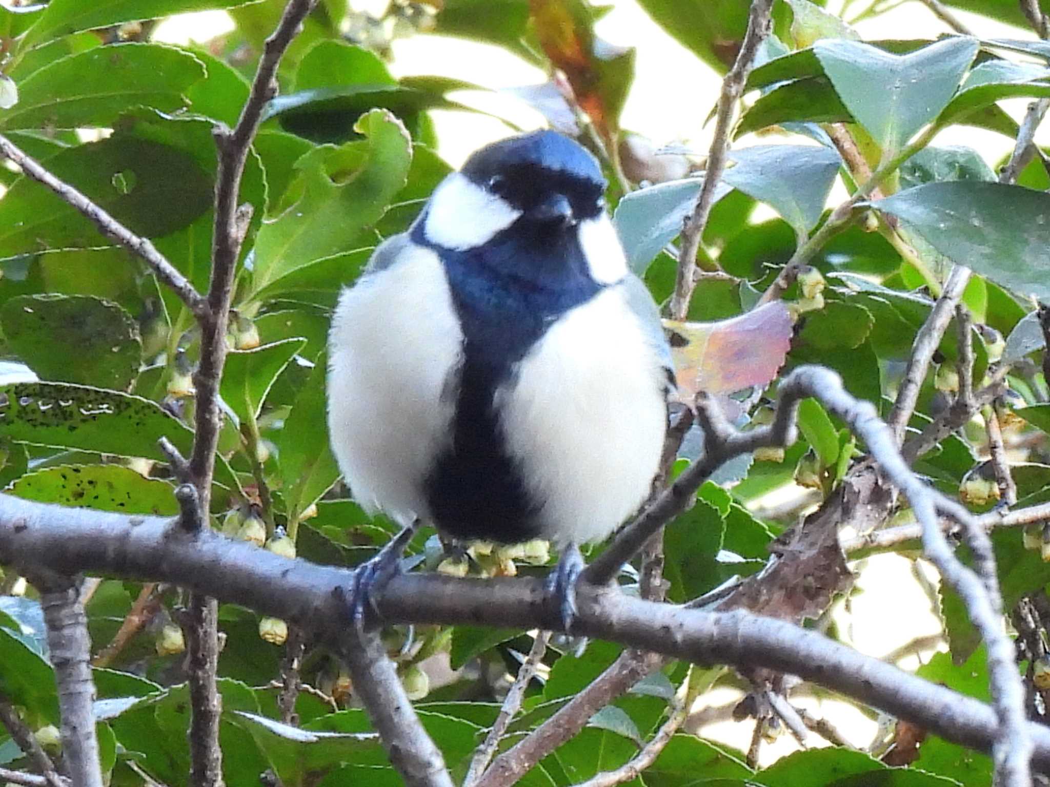 Japanese Tit