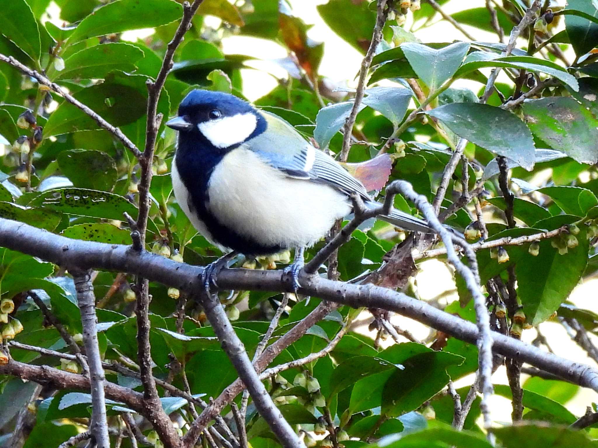 Japanese Tit