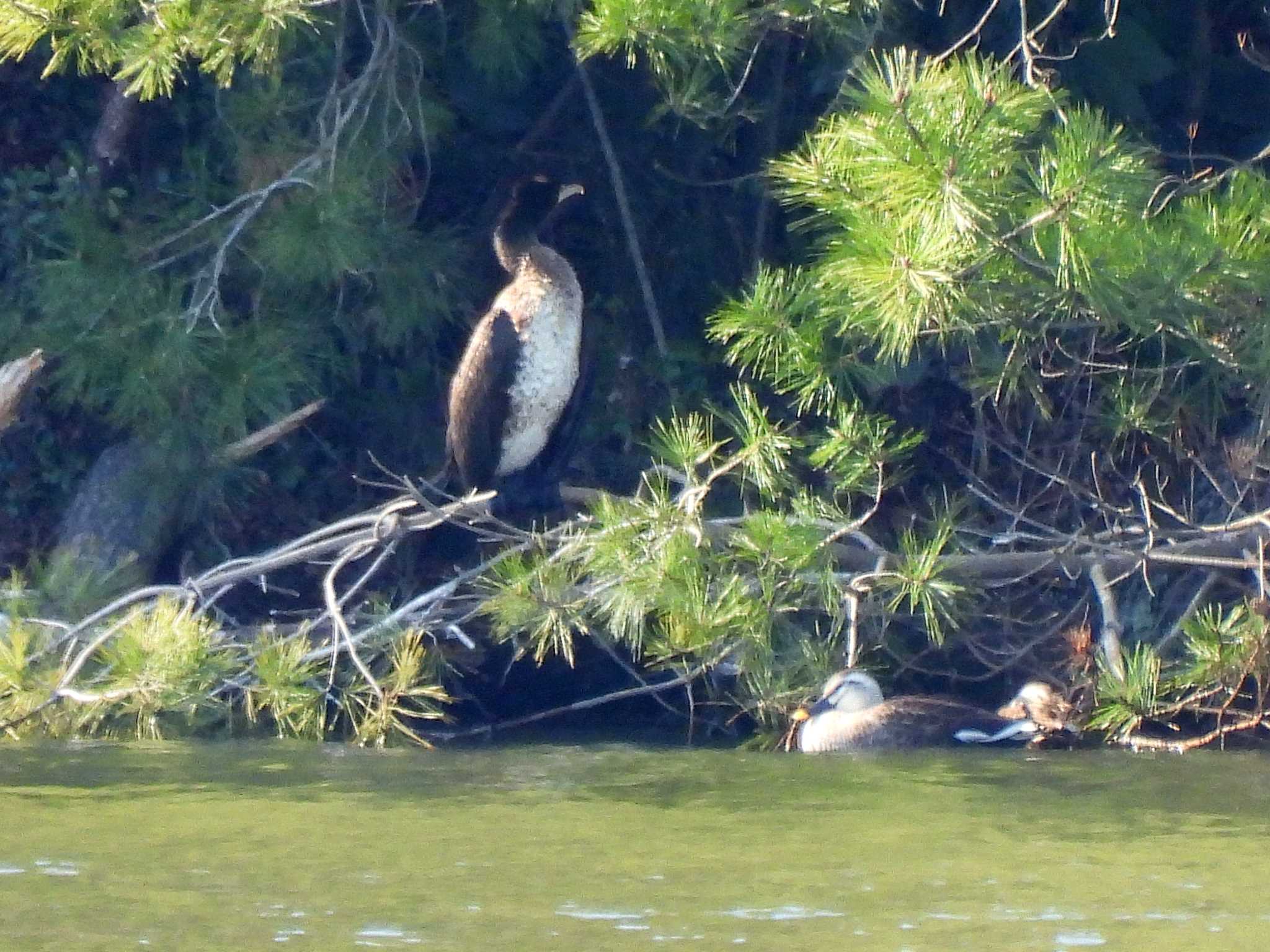 Photo of Great Cormorant at 小幡緑地 by よつくん