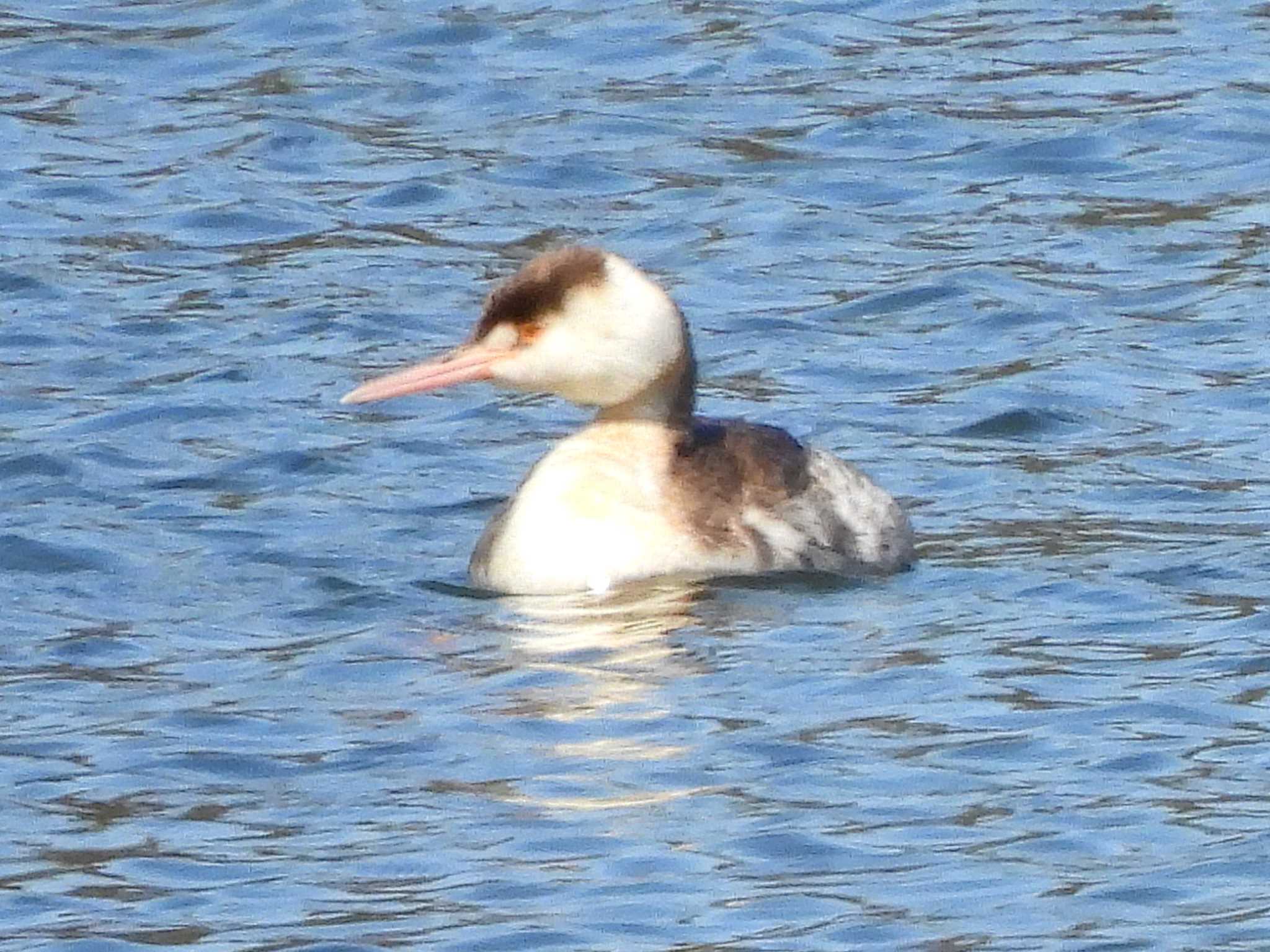 Great Crested Grebe