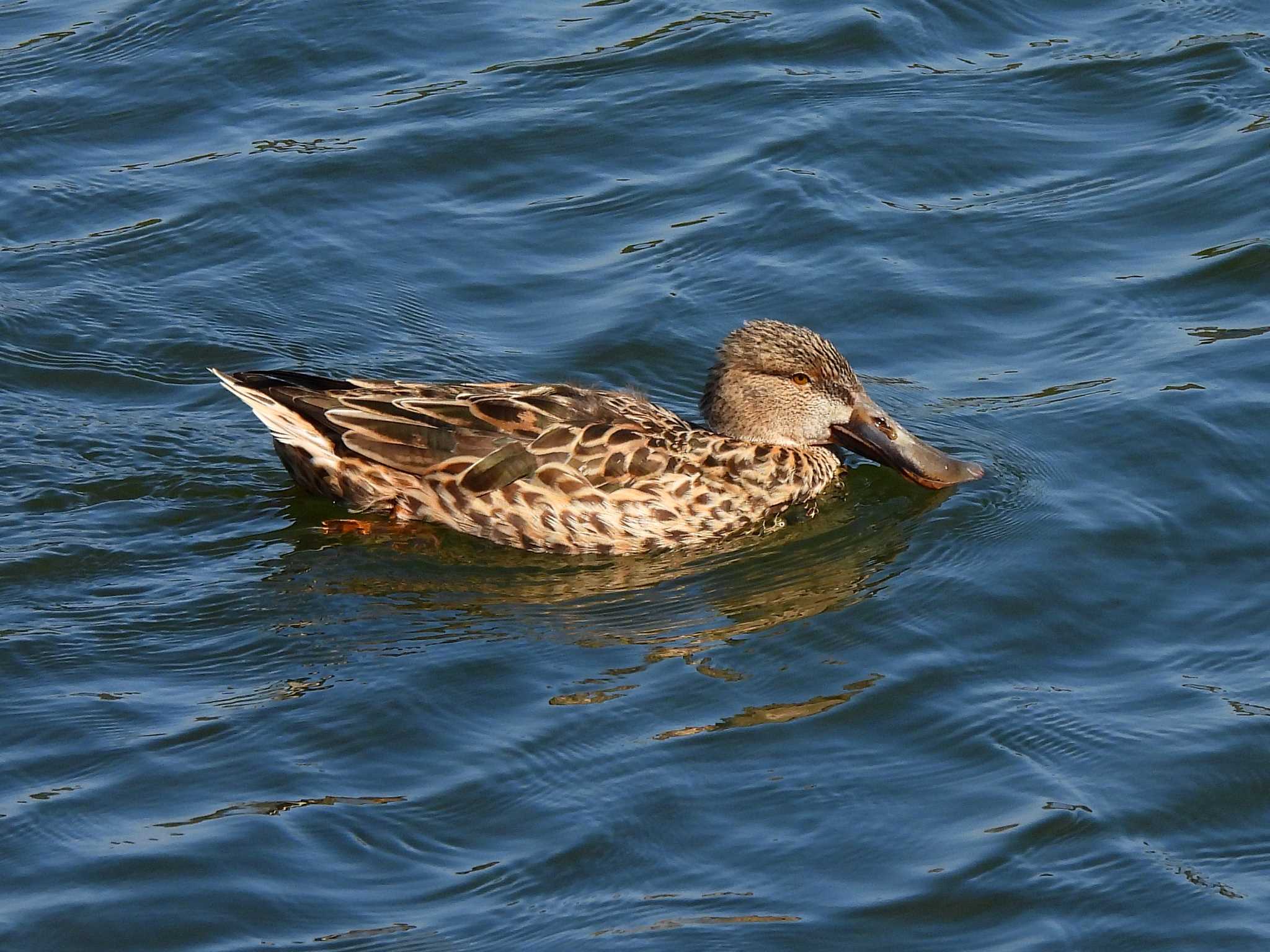 Northern Shoveler