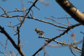 アトリ 八柱霊園 2017年2月4日(土)