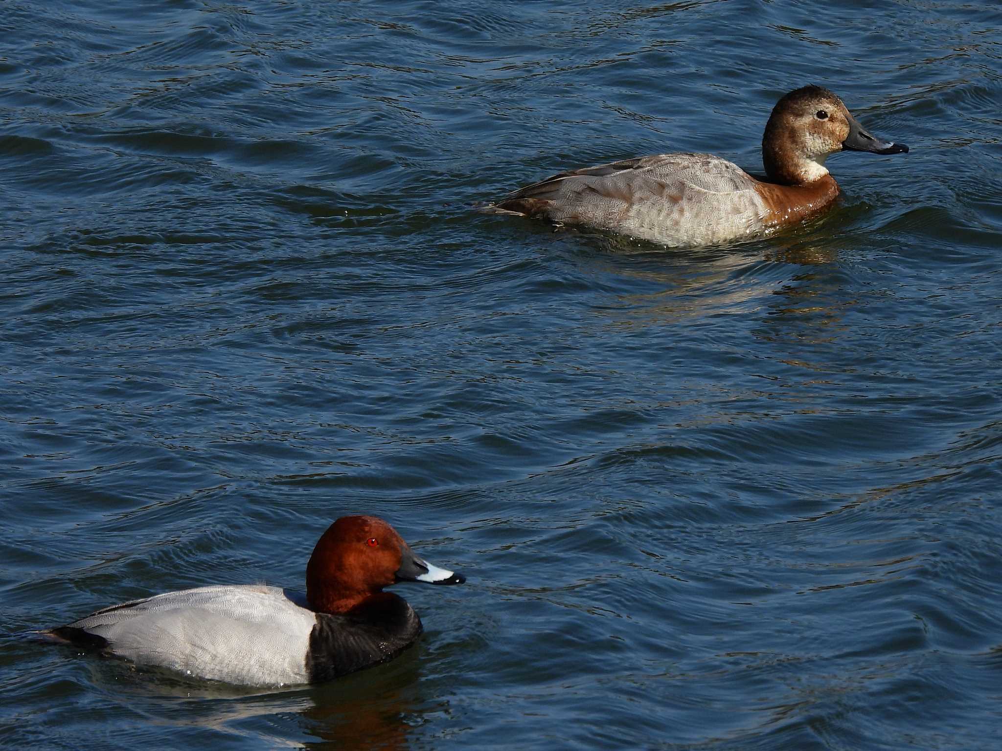 Common Pochard