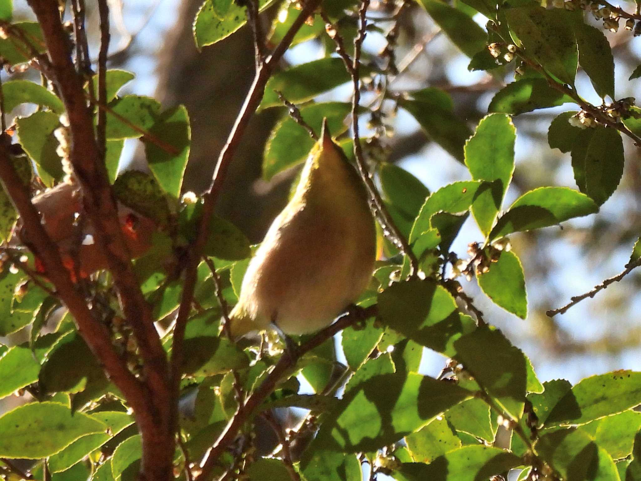 Warbling White-eye