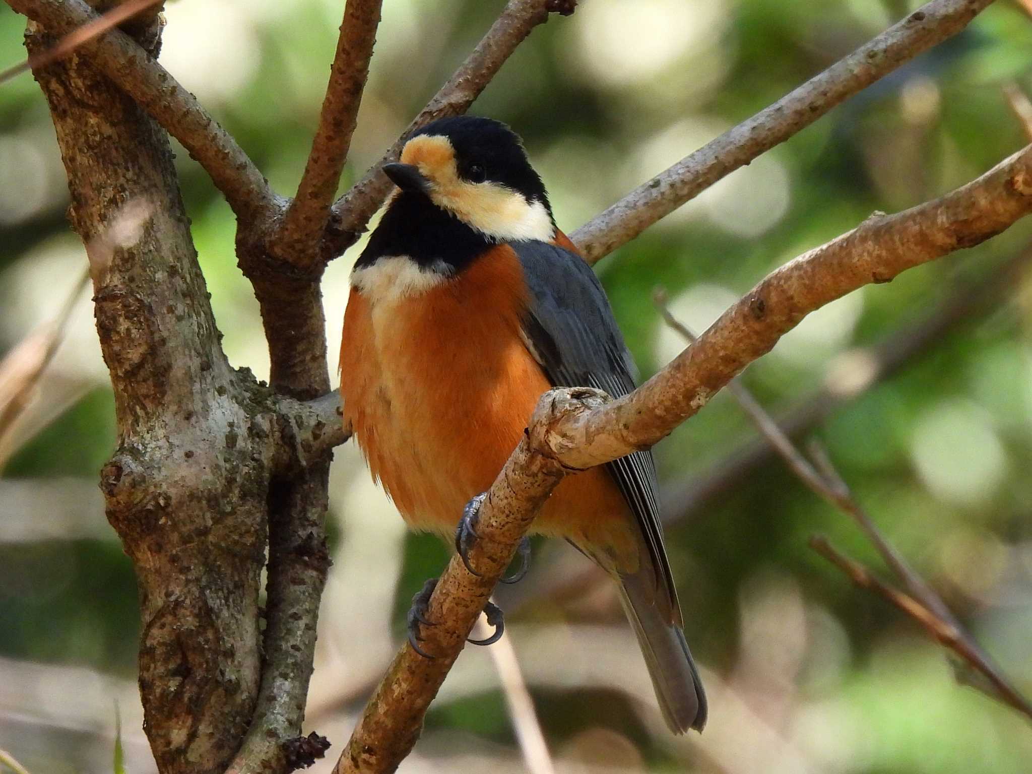 Varied Tit