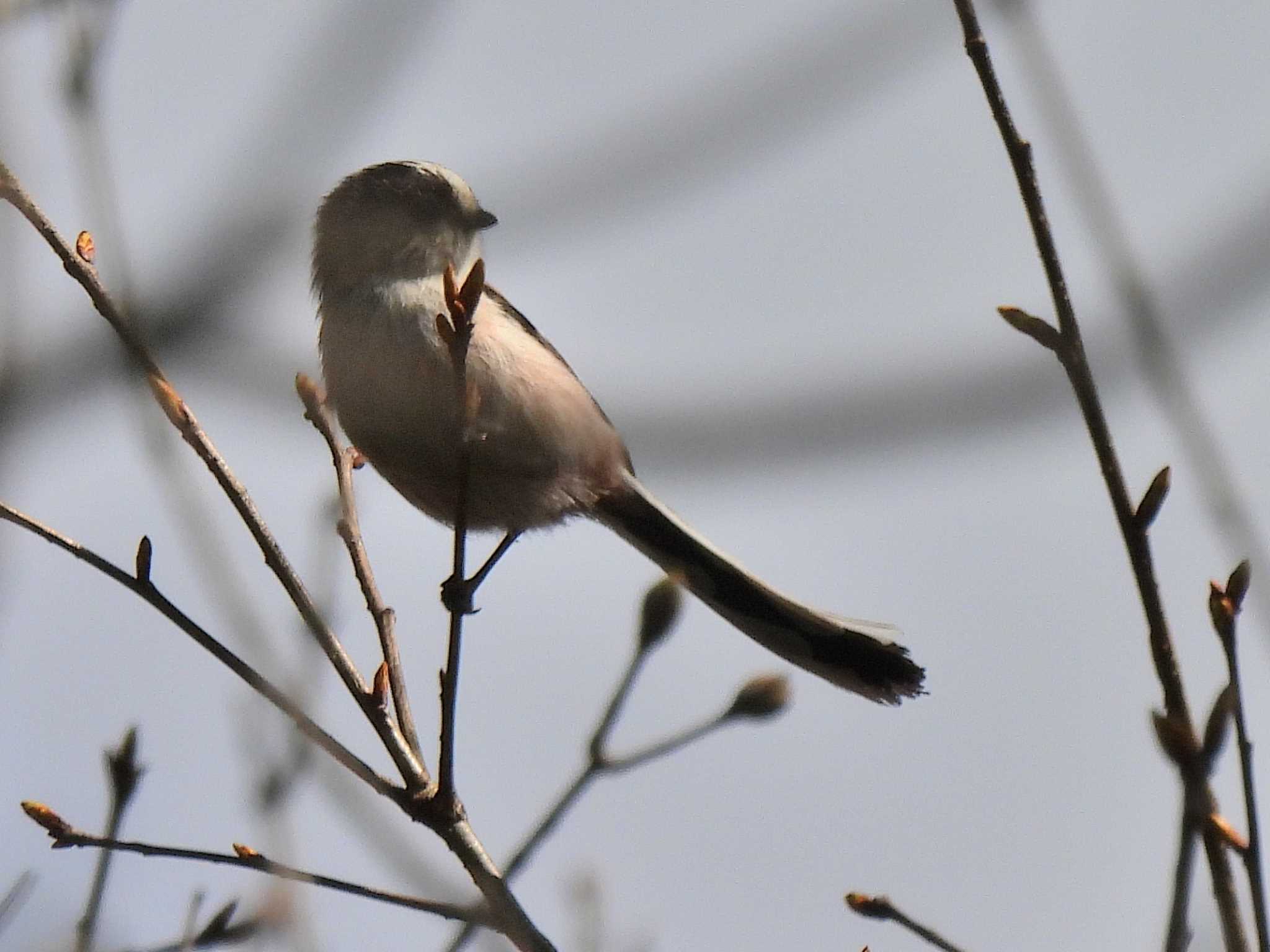 Long-tailed Tit