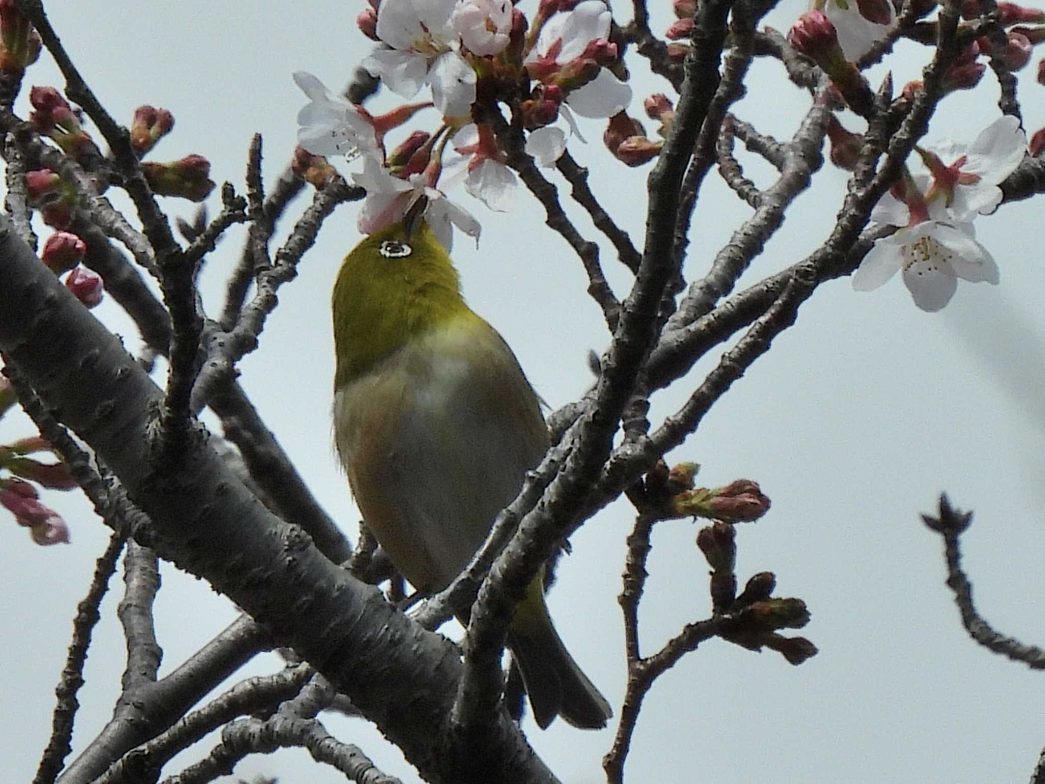 Warbling White-eye