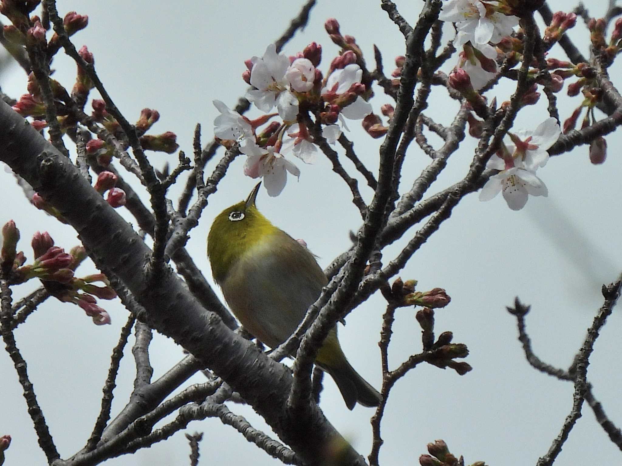 Warbling White-eye