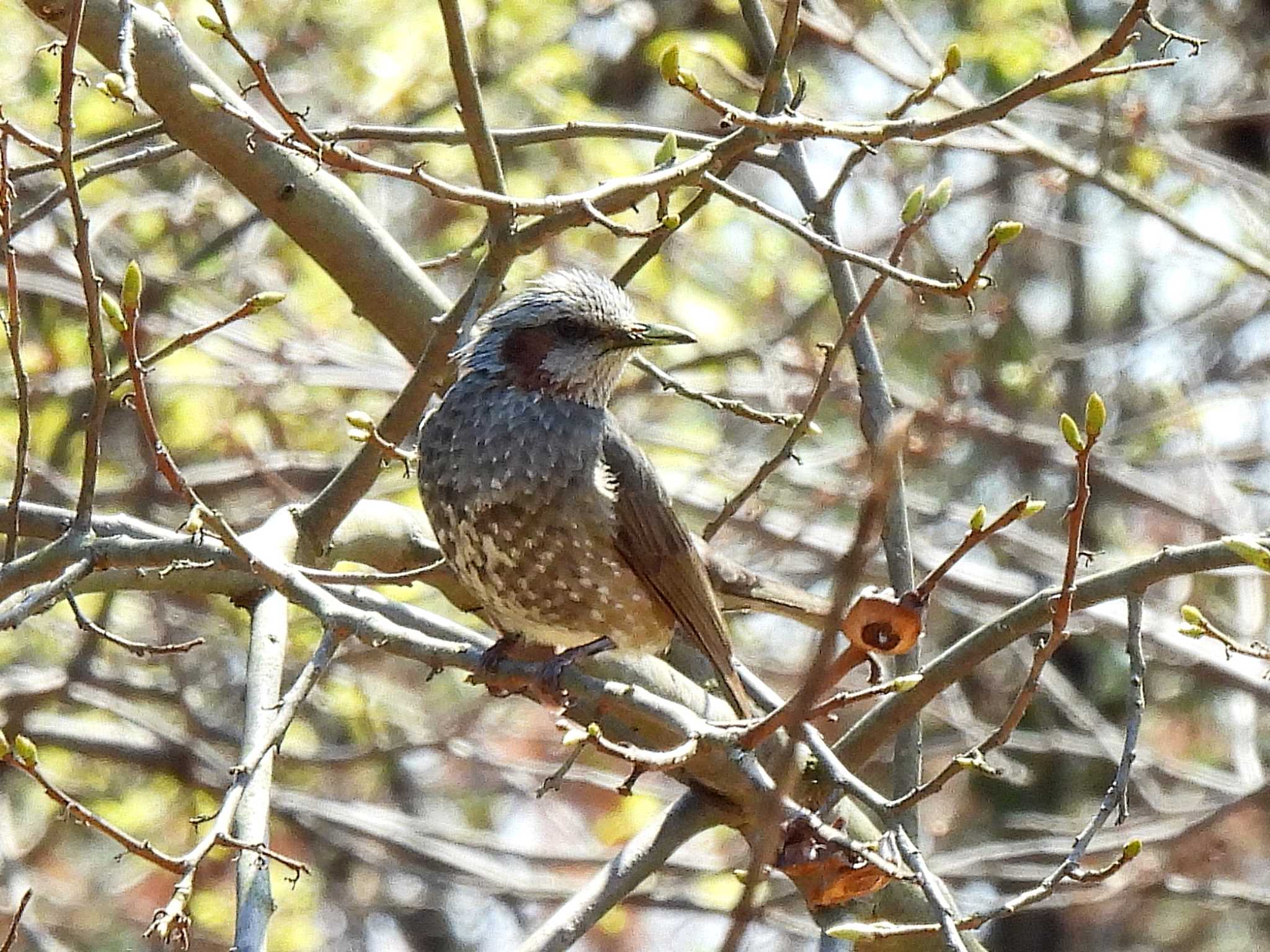 Brown-eared Bulbul