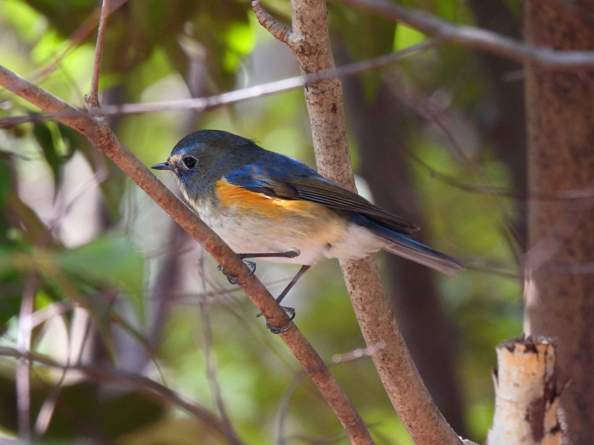 Red-flanked Bluetail