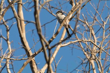 エナガ 八柱霊園 2017年2月4日(土)