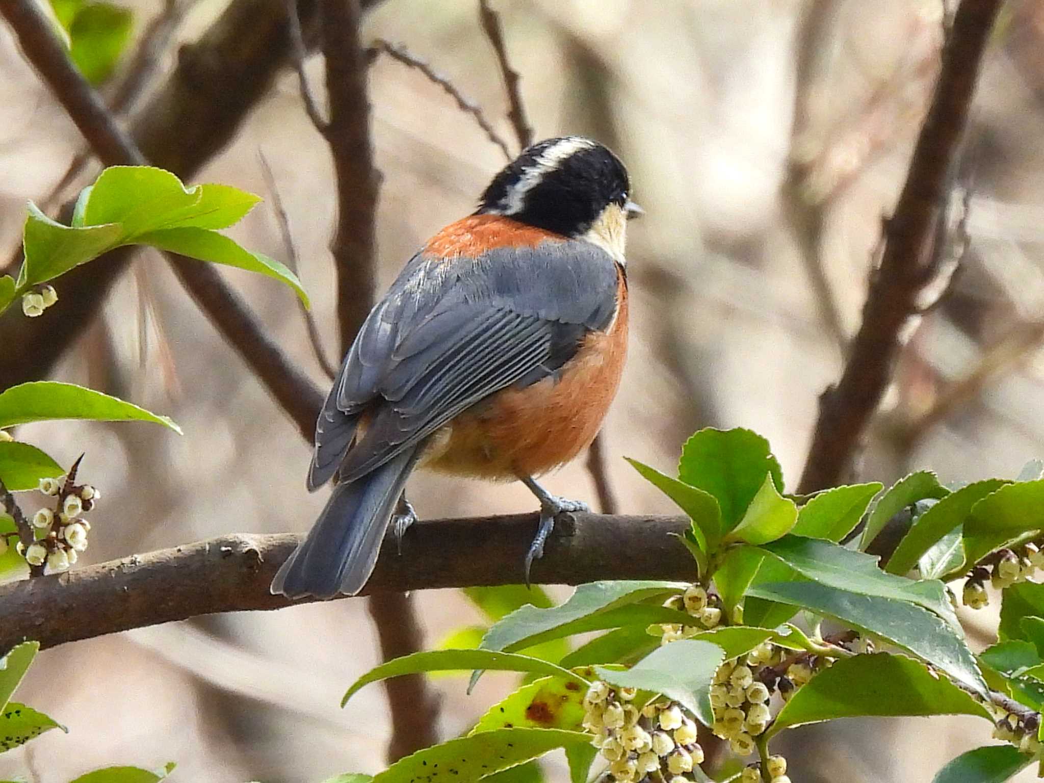 Varied Tit