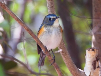 2021年3月22日(月) 小幡緑地の野鳥観察記録